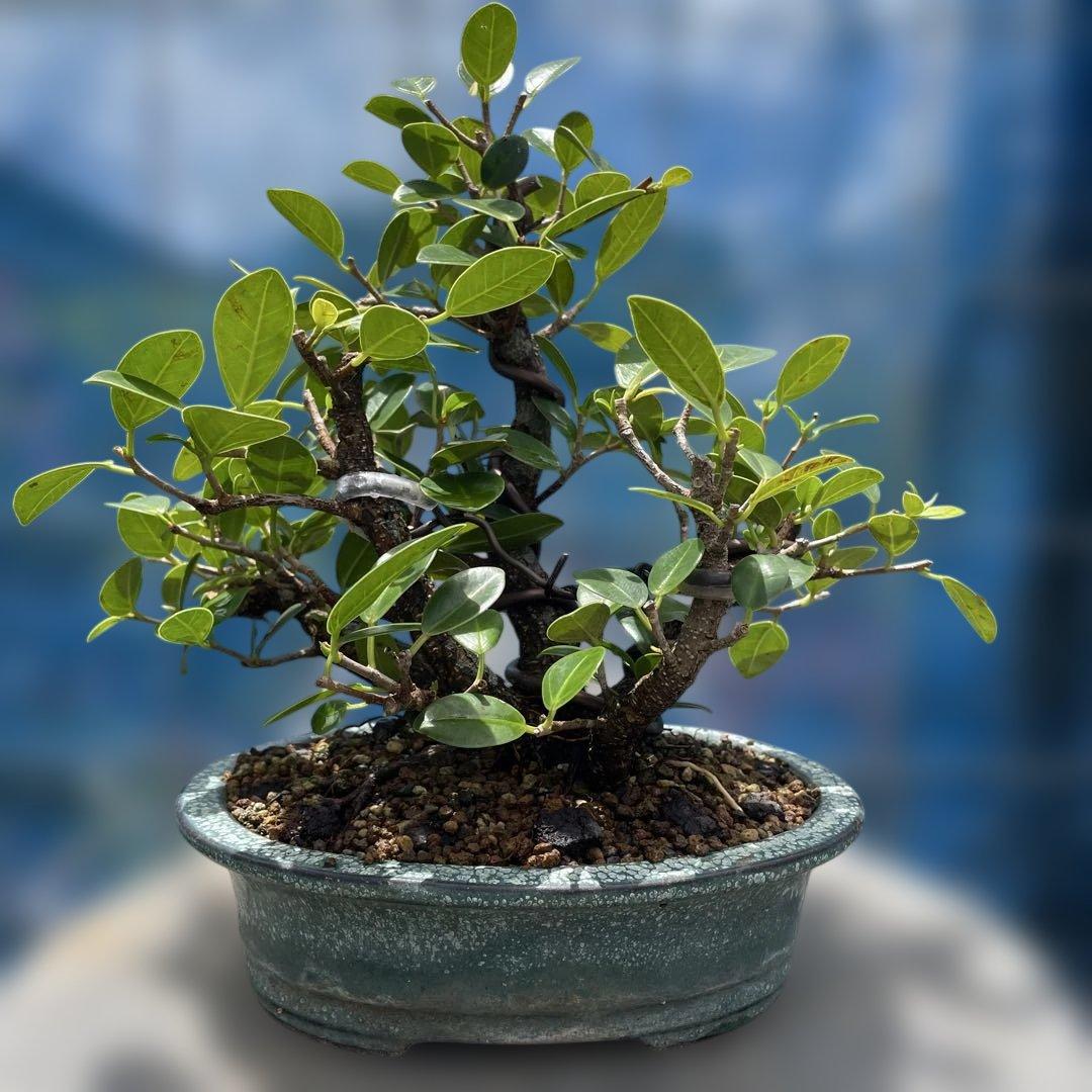 美しい盆栽 株立小葉ガジュマル