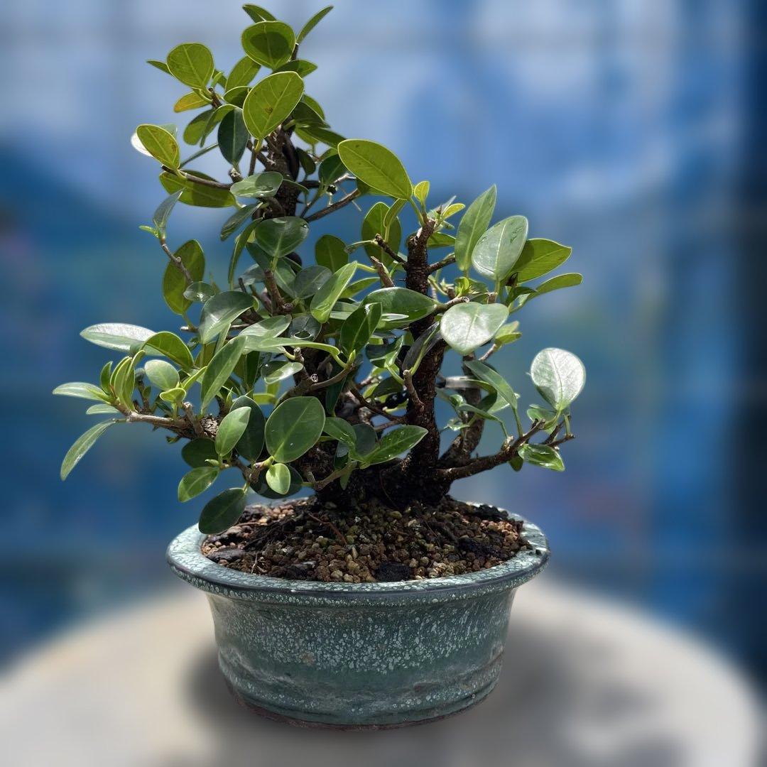 美しい盆栽 株立小葉ガジュマル