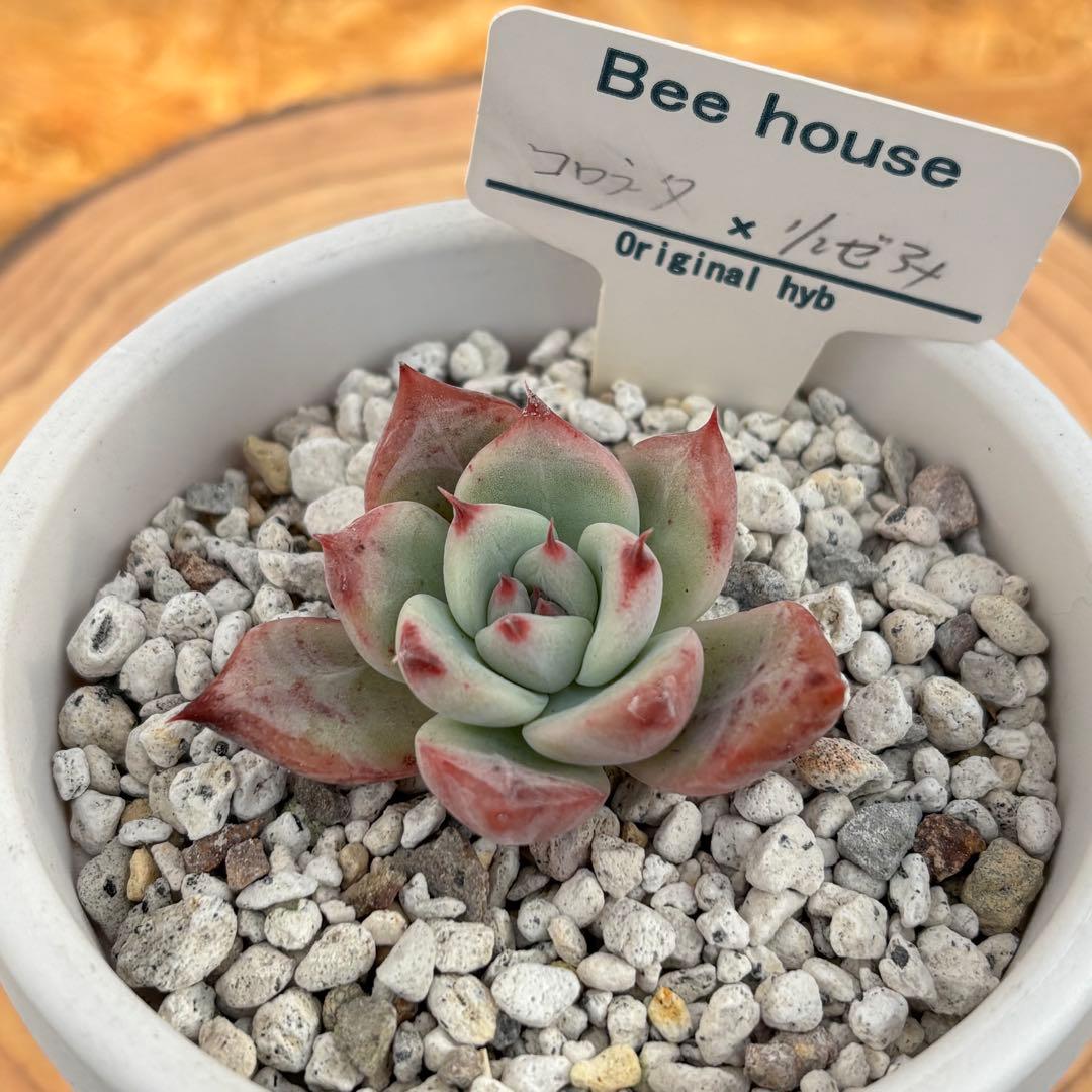 6.【札付き】ホーリンゼ×ラウィ Beehouse 多肉植物 エケベリア