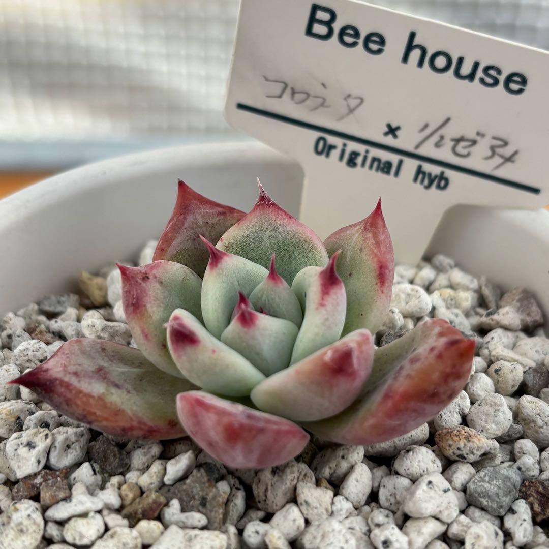 6.【札付き】ホーリンゼ×ラウィ Beehouse 多肉植物 エケベリア
