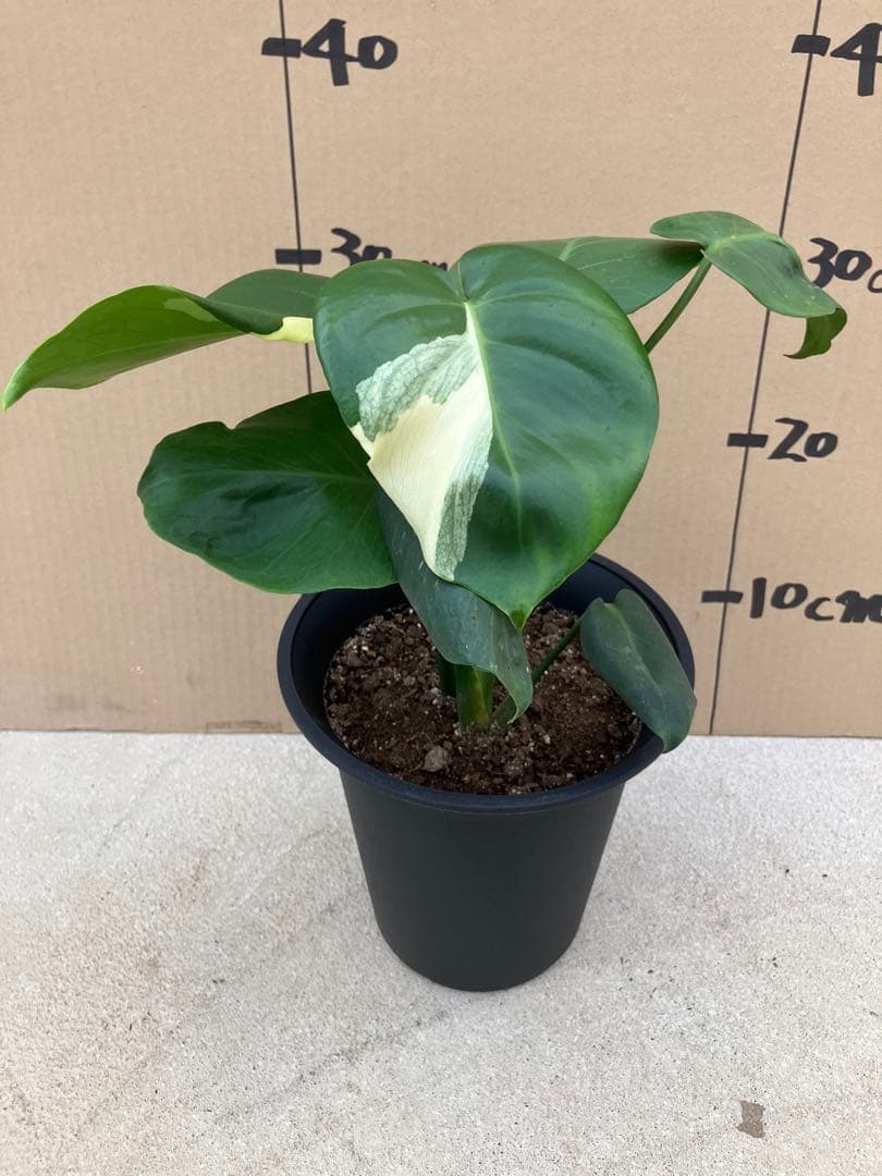 モンステラ斑入り　デリシオーサ実生株　2鉢セット