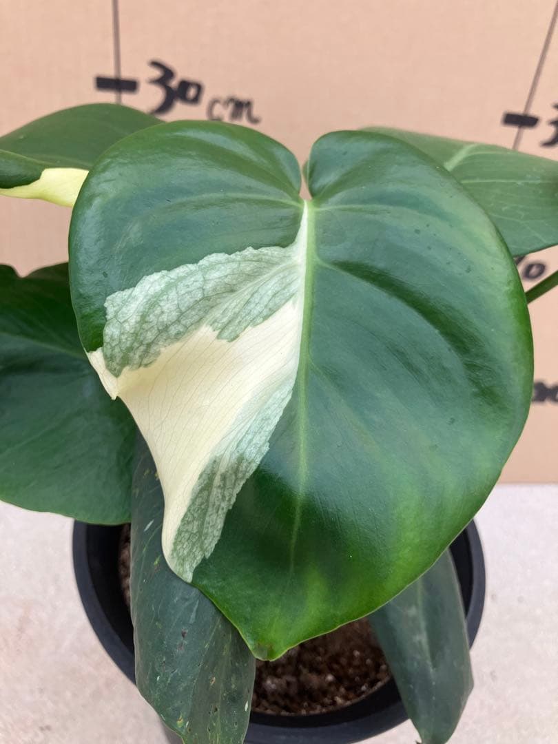 モンステラ斑入り　デリシオーサ実生株　2鉢セット