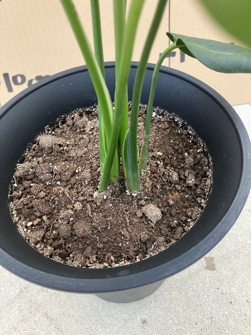 モンステラ斑入り　デリシオーサ実生株　2鉢セット