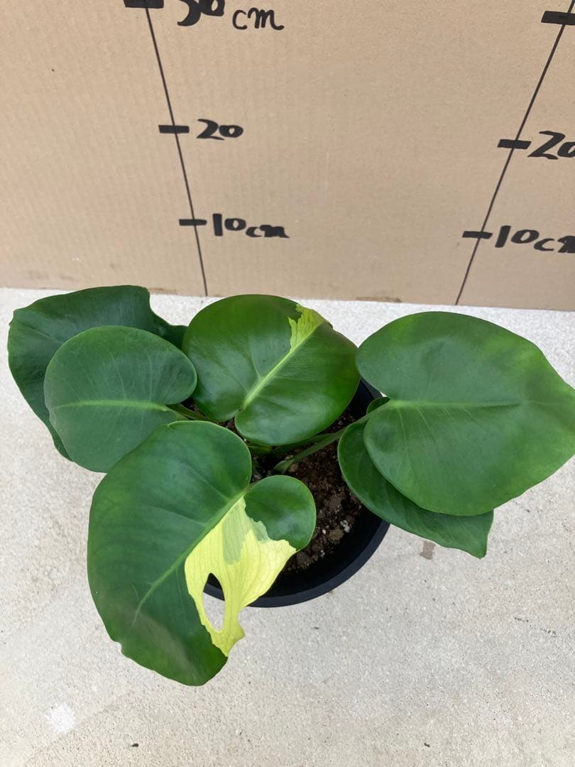 モンステラ斑入り　デリシオーサ実生株　2鉢セット