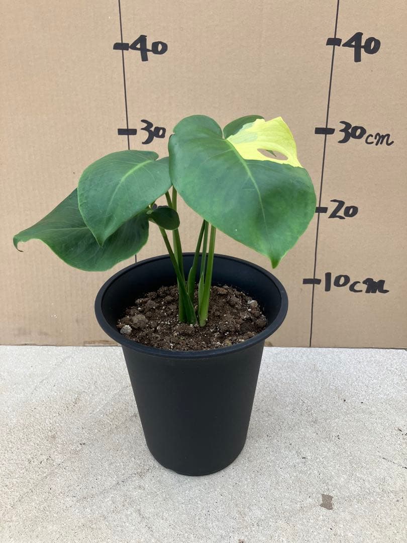 モンステラ斑入り　デリシオーサ実生株　2鉢セット