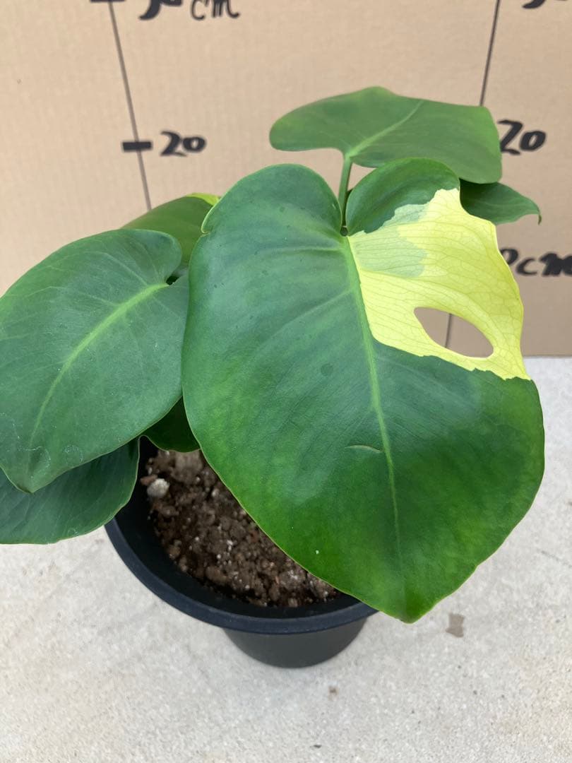 モンステラ斑入り　デリシオーサ実生株　2鉢セット