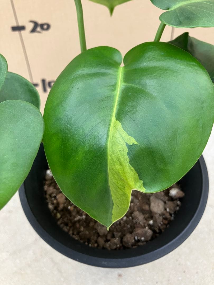 モンステラ斑入り　デリシオーサ実生株　2鉢セット