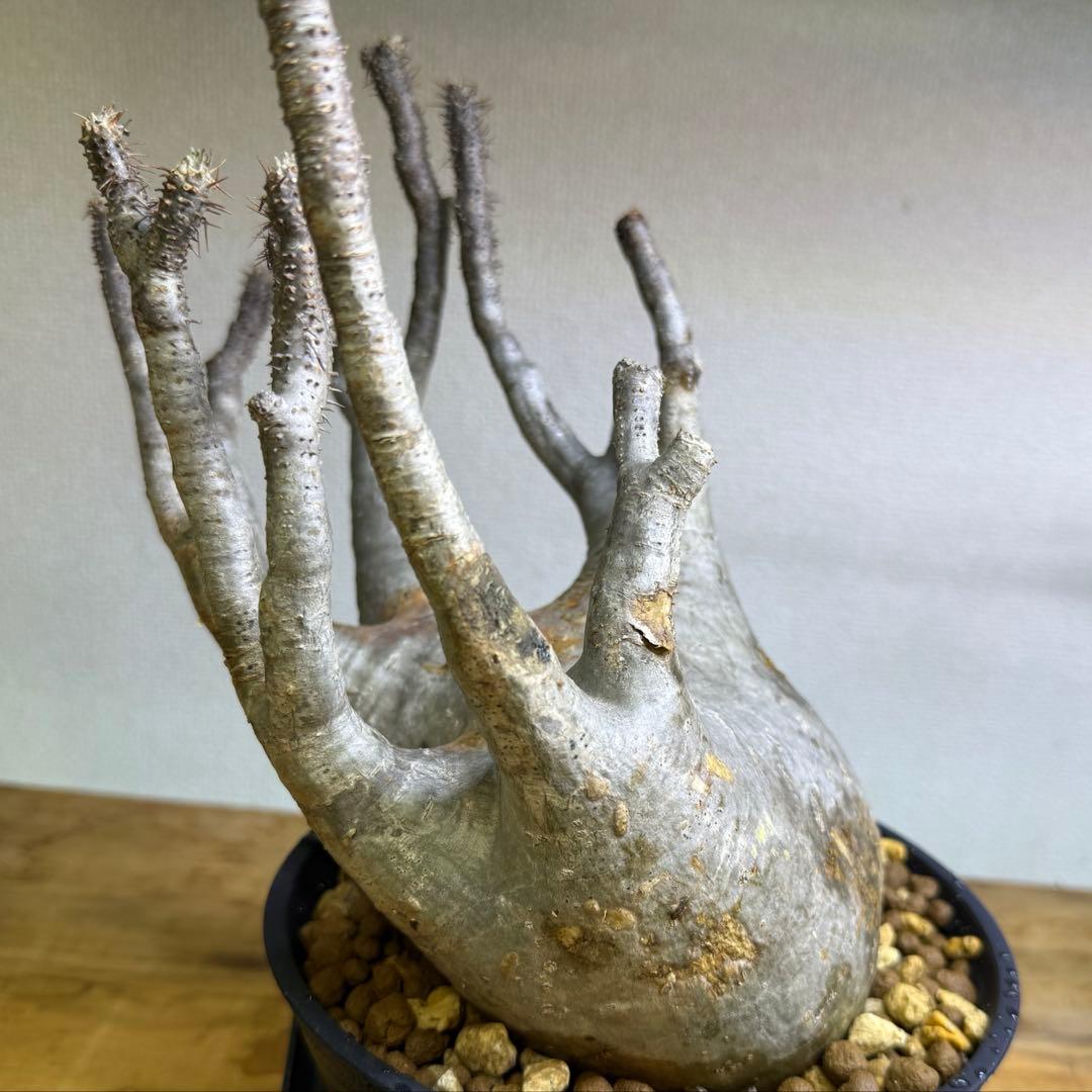 パキポディウム グラキリス 現地球 発根管理中