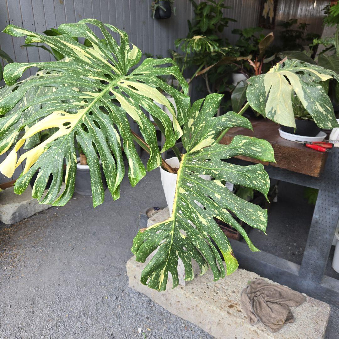 ⑯　モンステラ　斑入り　イエローモンスター特大苗木最高等級極上品‼️