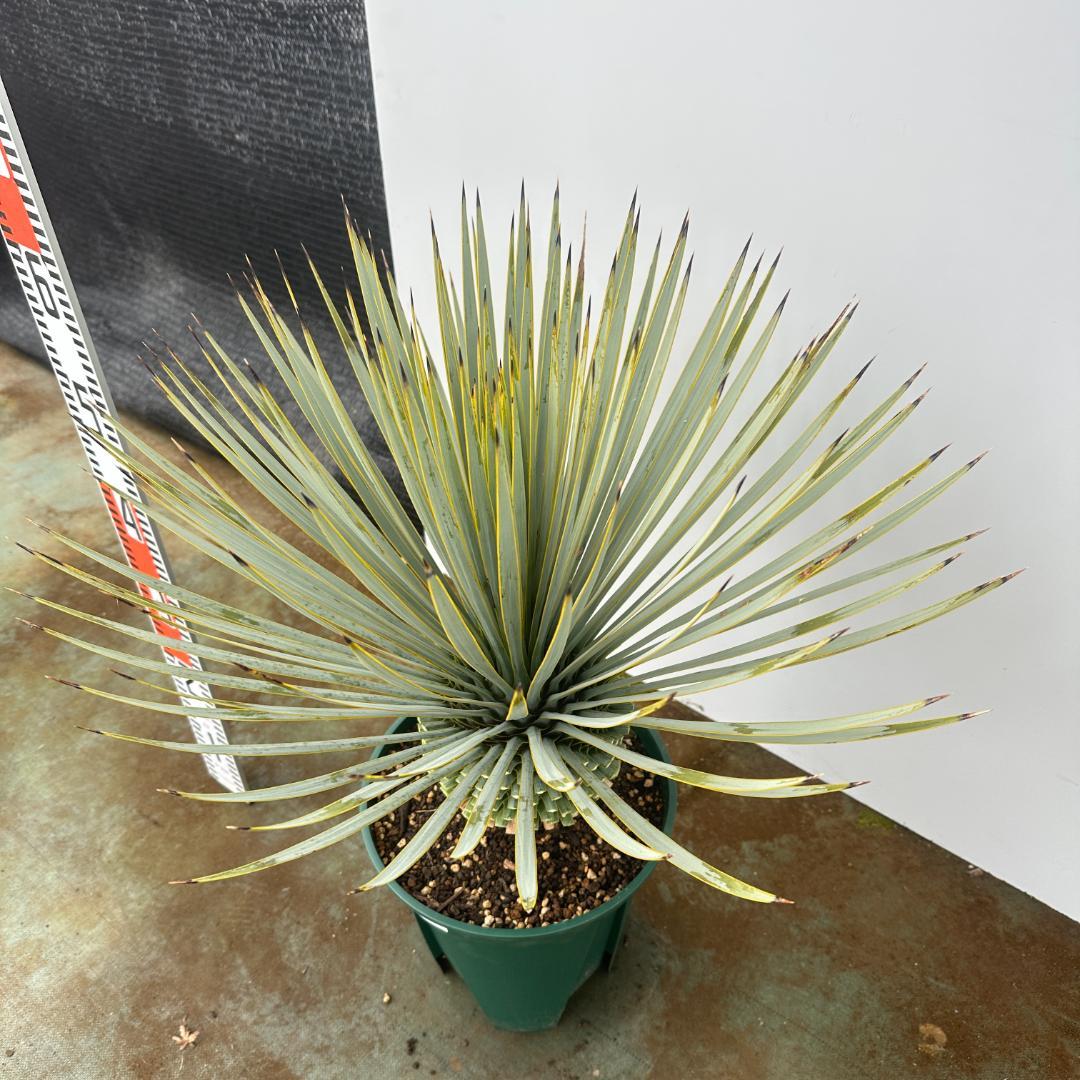 ユッカ　ロストラータ【24-662】超美形　シルバーブルー