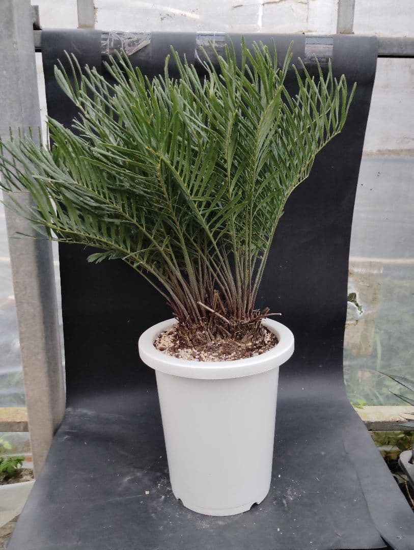 ザミア　フロリダーナ　４頭