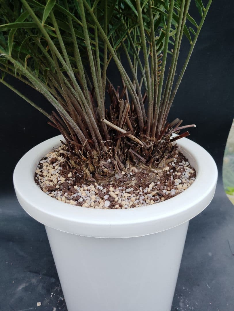 ザミア　フロリダーナ　４頭