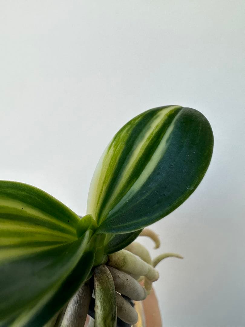 【 名護蘭 】明丸縞　360