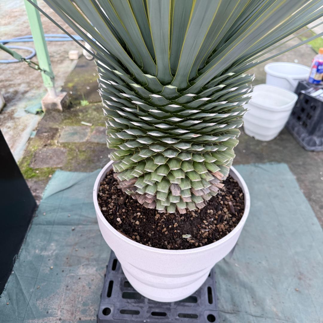 【AL-F1166】ユッカロストラータ　ホワイト個体