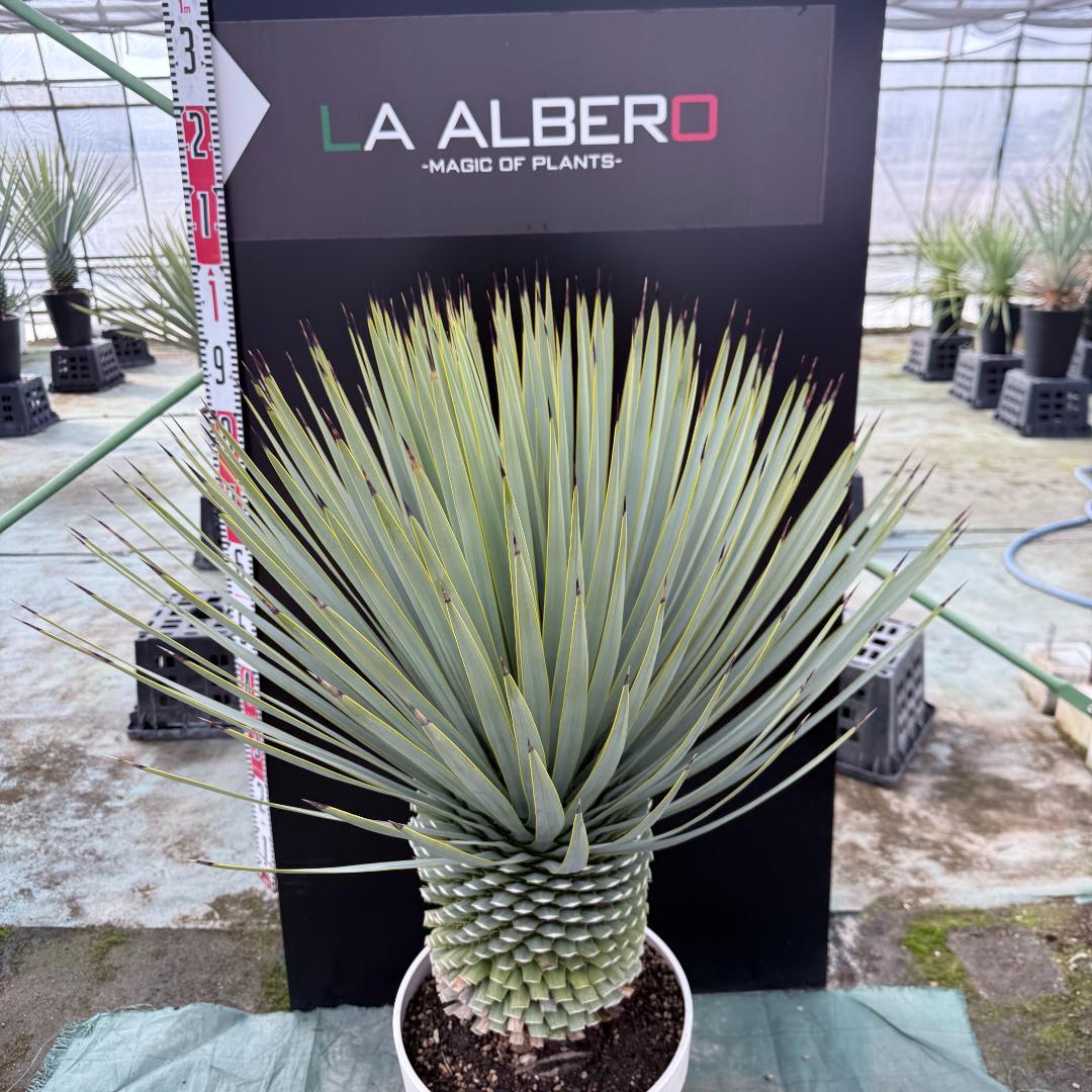 【AL-F1166】ユッカロストラータ　ホワイト個体