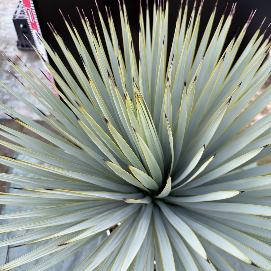 【AL-F1166】ユッカロストラータ　ホワイト個体