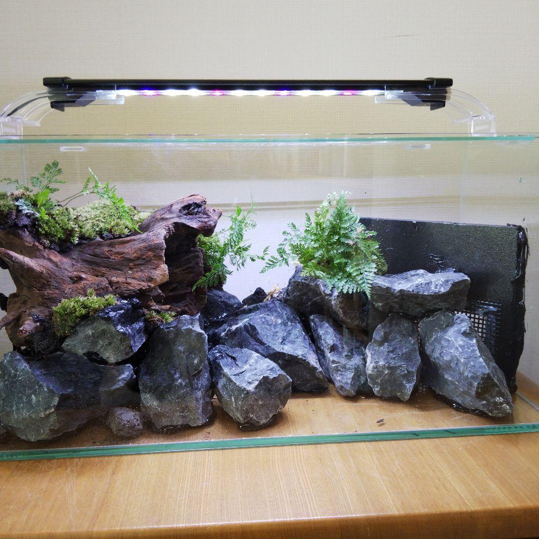 【完成品】滝のあるアクアテラリウム　イモリウム　苔テラリウム　アクアテラリウム
