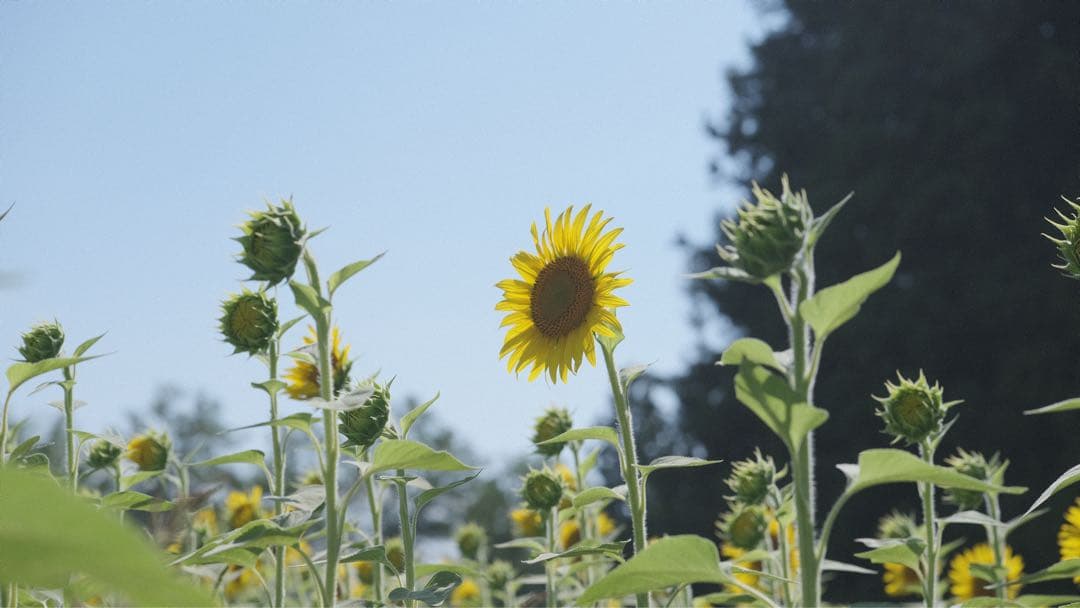 Tokina 100-300mm レンズ