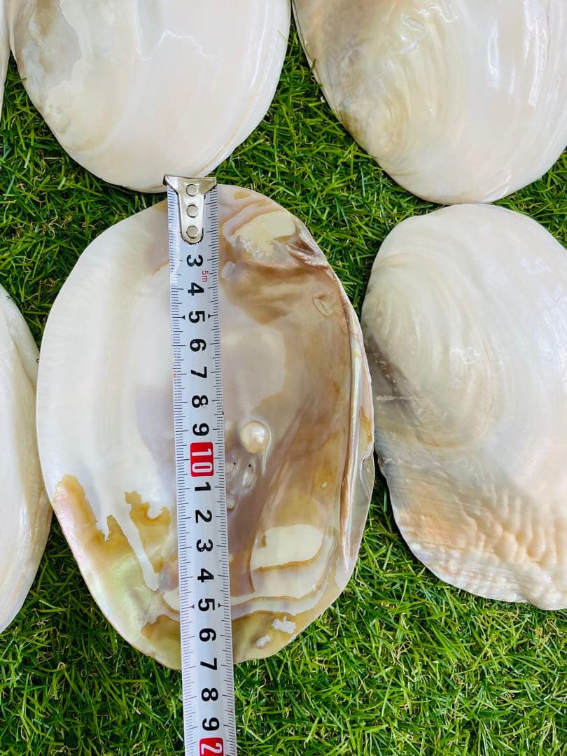 天然白蝶貝 シェル皿 25枚セット インテリア装飾用