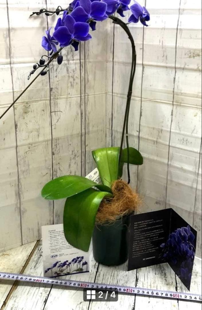 ③正規品　希少品種　胡蝶蘭　コチョウラン　ファレノプシス　ブルージーン　パープル