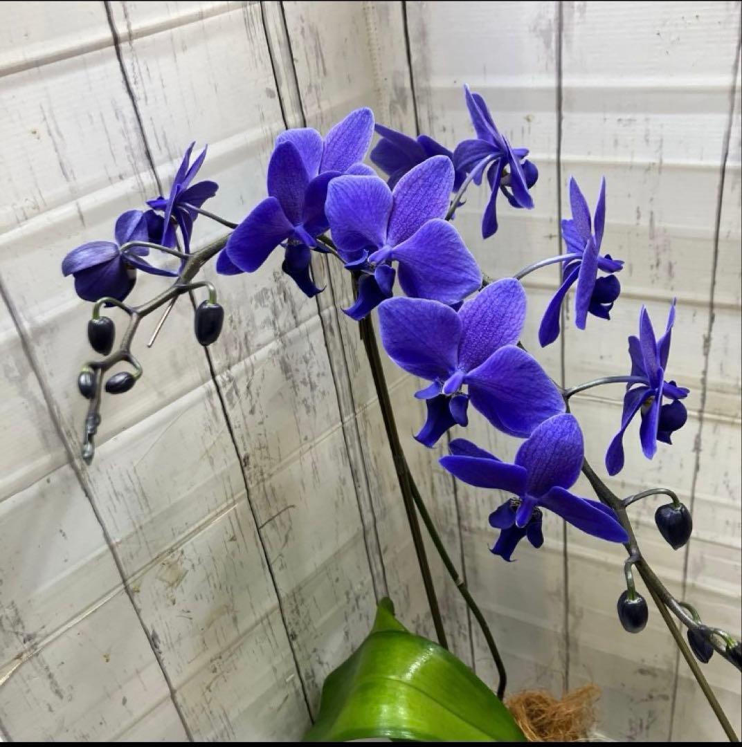 ③正規品　希少品種　胡蝶蘭　コチョウラン　ファレノプシス　ブルージーン　パープル