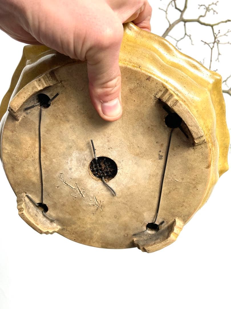 三河盆栽　京の舞　モミジ　盆栽　香峰　鉢