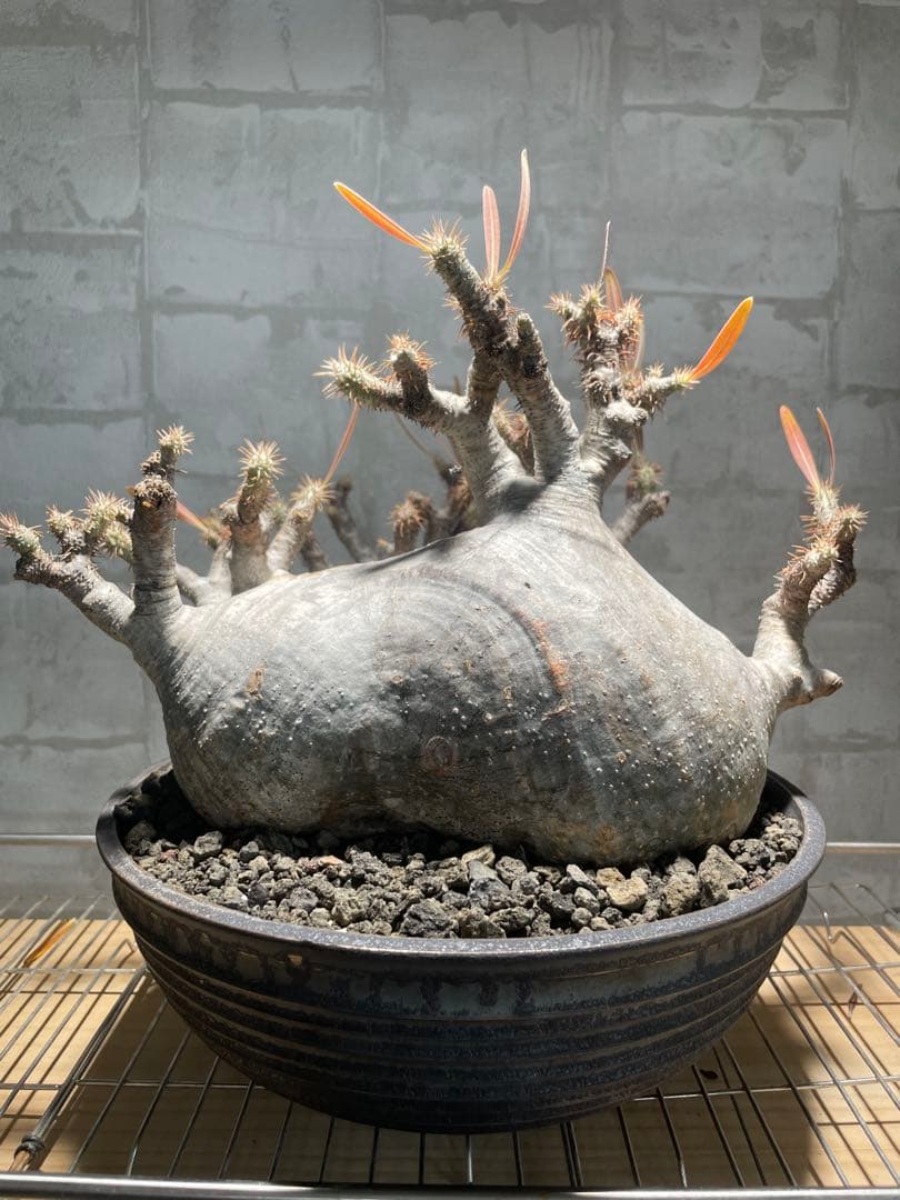 パキポディウム　グラキリス　現地株　大株　発根済み