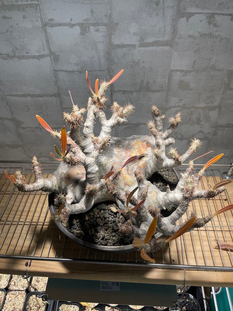 パキポディウム　グラキリス　現地株　大株　発根済み