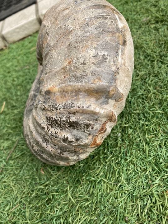 北海道産アンモナイト(中川地方産)１８センチ