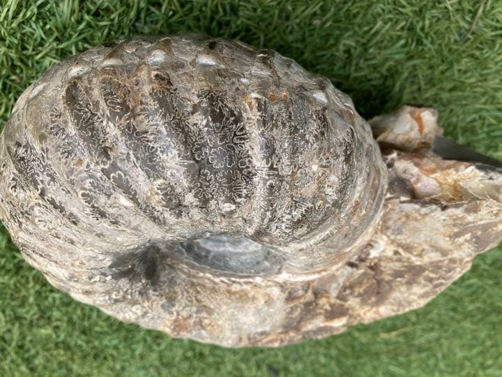 北海道産アンモナイト(中川地方産)１８センチ