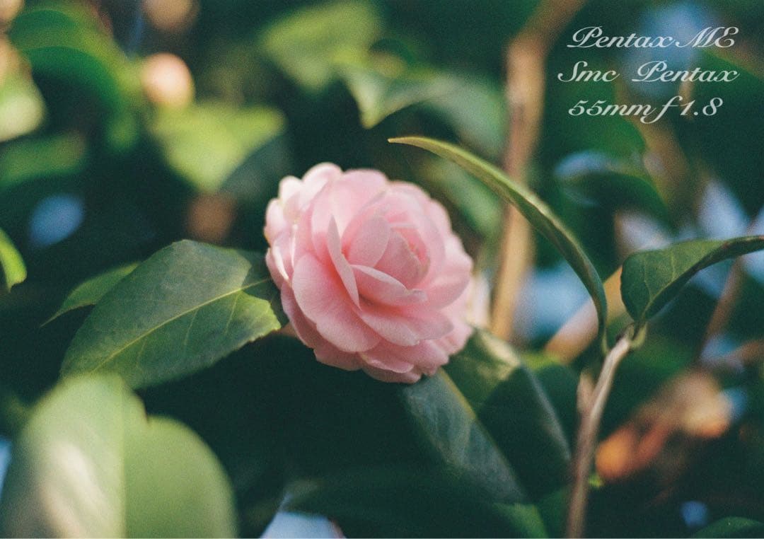 フィルム入門に！完動品＊超美品★pentax me★初期保証付★作例多数！