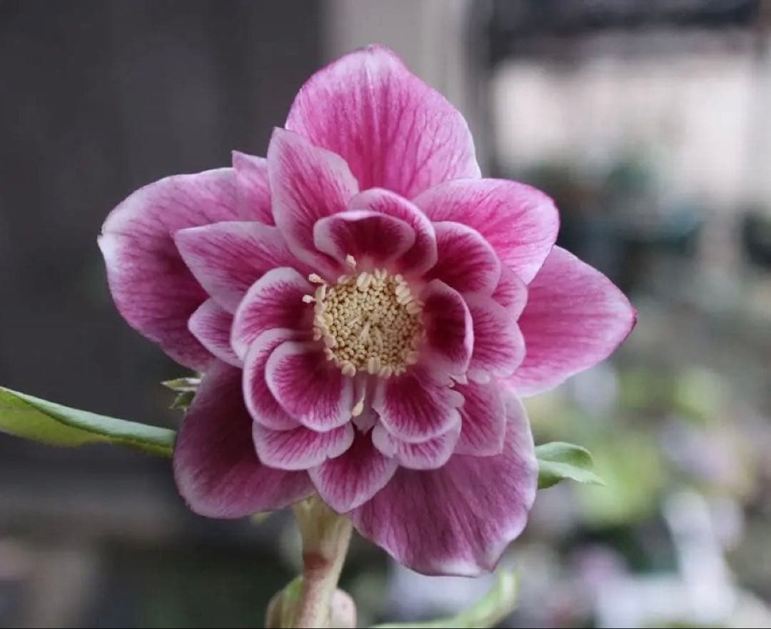 ♡広瀬園芸♡ ソレイユ系　白抜けグラデーション