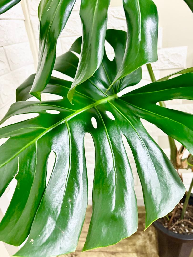 モンステラ⭐️根上がり⭐️特大サイズ　観葉植物