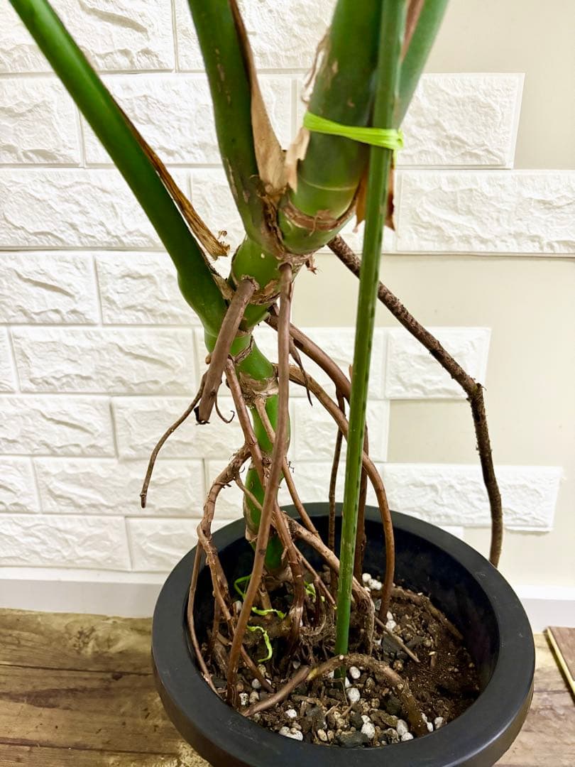 モンステラ⭐️根上がり⭐️特大サイズ　観葉植物