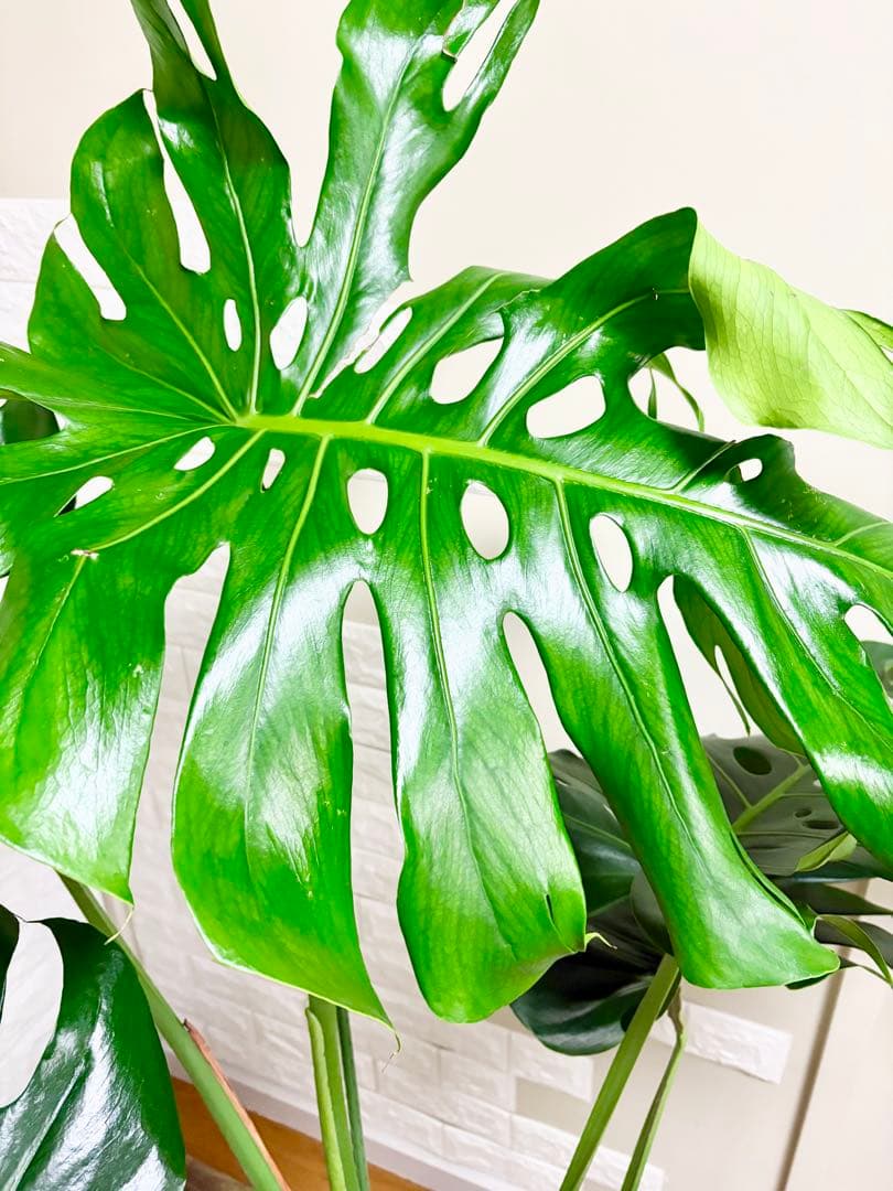 モンステラ⭐️根上がり⭐️特大サイズ　観葉植物