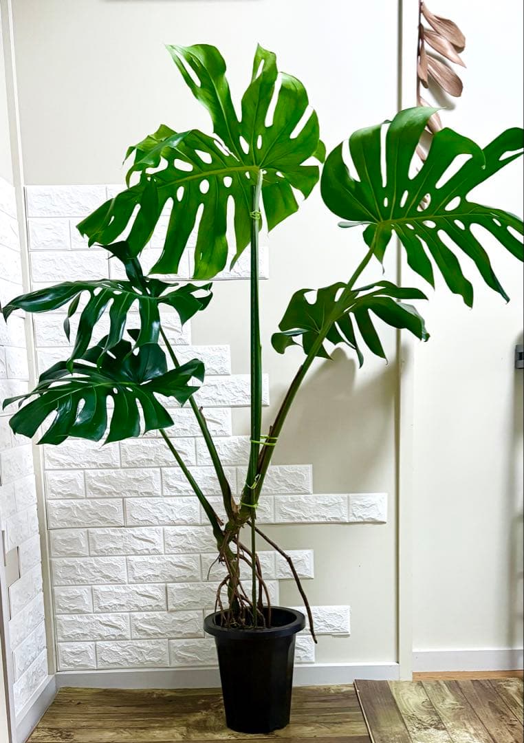 モンステラ⭐️根上がり⭐️特大サイズ　観葉植物