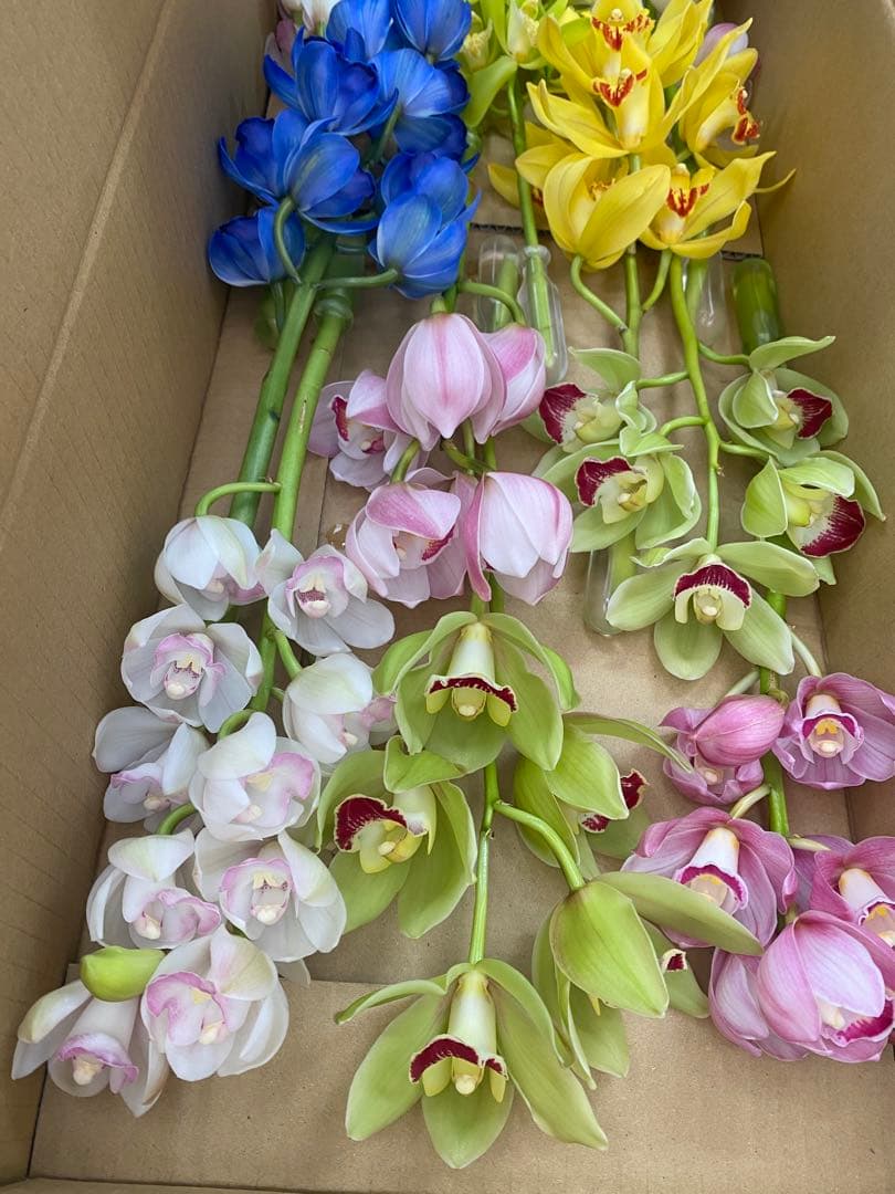 シンビジューム切り花　現品のみ　ミックス　10本