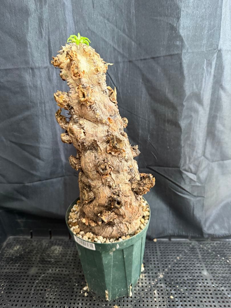 特大　ユーフォルビア　ムランジーナ