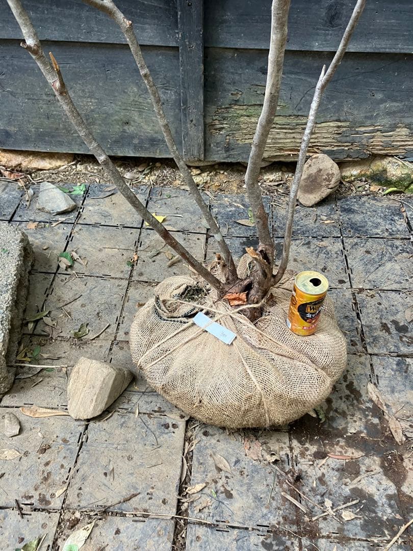 300 山採り　ナツハゼ