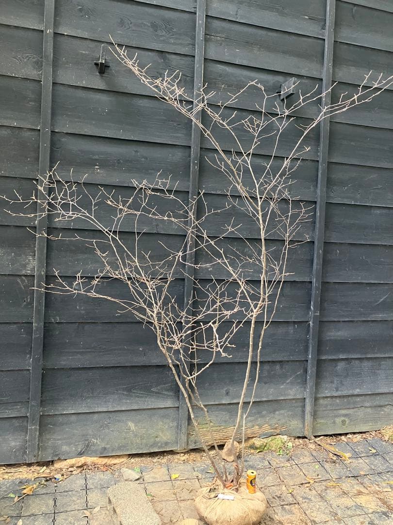 300 山採り　ナツハゼ