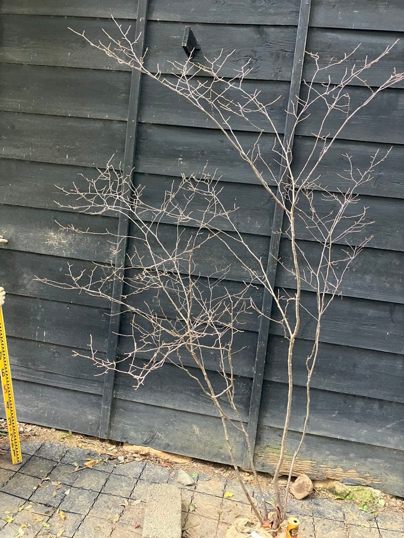 300 山採り　ナツハゼ