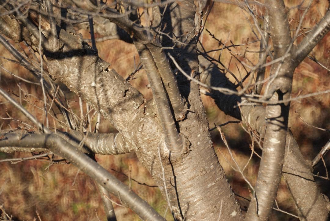 Minolta AF 500mm F8 Reflex ミノルタレンズ #7868