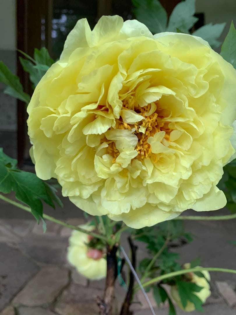 ボタン牡丹 金晃 鉢ごと発送