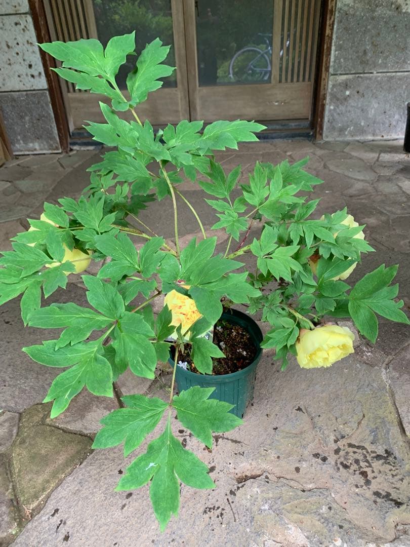 ボタン牡丹 金晃 鉢ごと発送