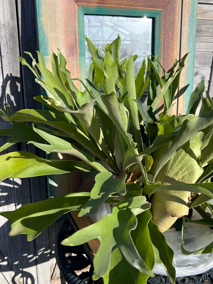 特大size 【ビカクシダ ネザーランド】 現物発送