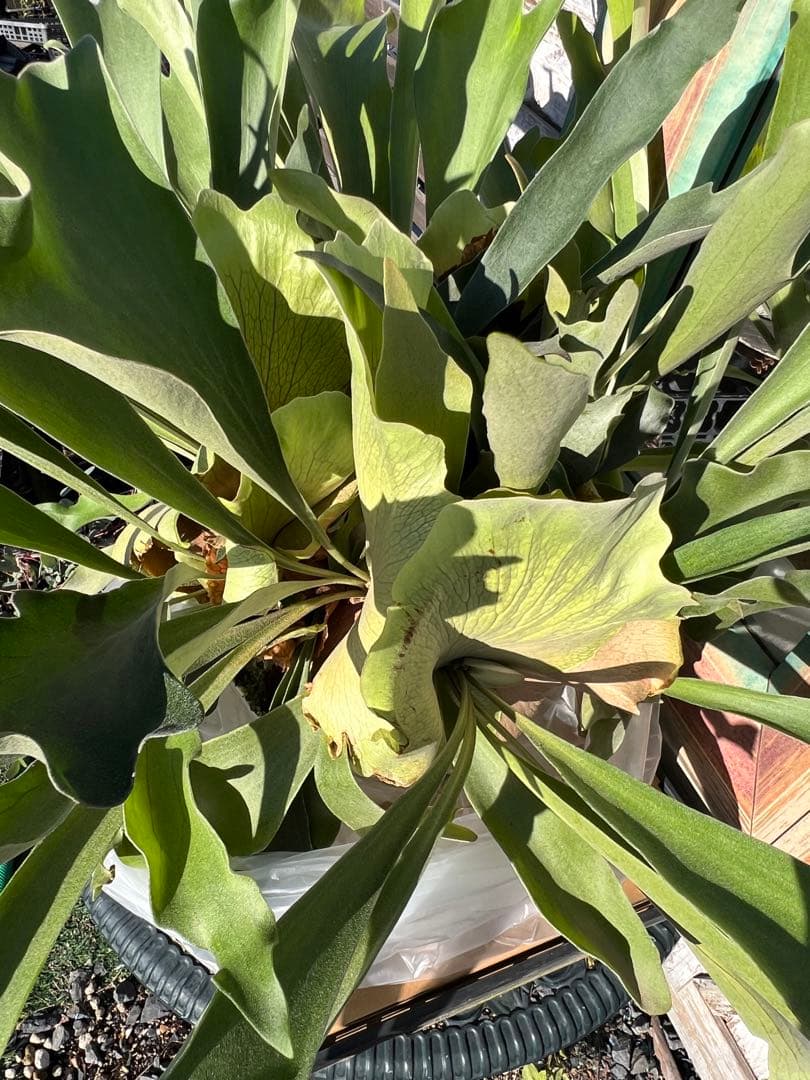 特大size 【ビカクシダ ネザーランド】 現物発送