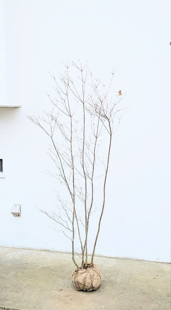 素性良好。山採りドウダンツツジ。