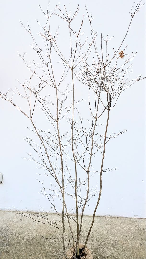 素性良好。山採りドウダンツツジ。