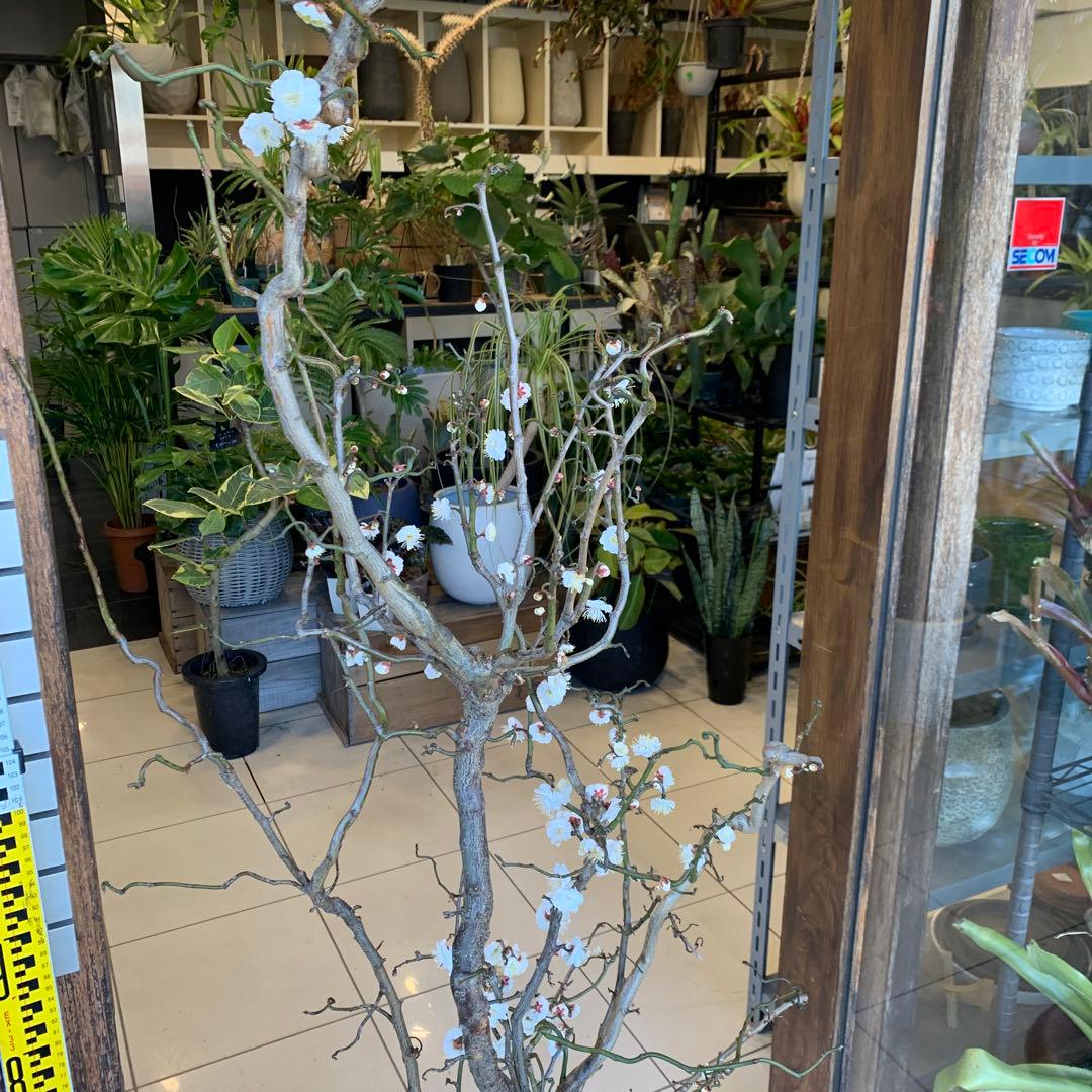 雲竜梅　ウンリュウバイ 10号 1