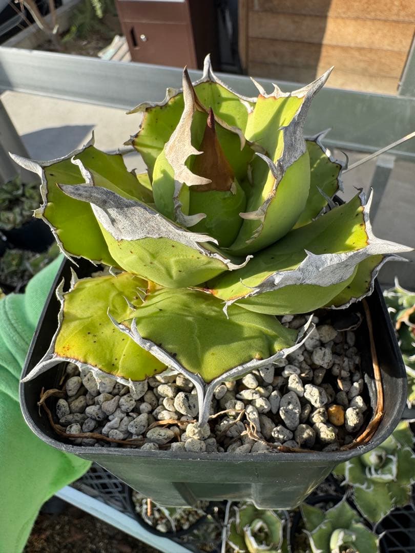 アガベ　チタノタ　白犀牛　子株